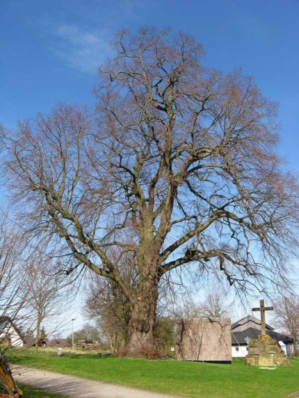 Bild 2 von Linde Schöne Aussicht